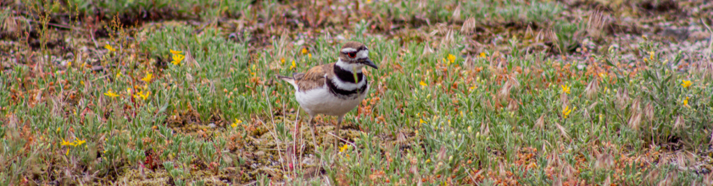 Bird at Yellowstone