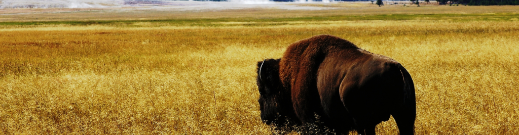 Bison in Field