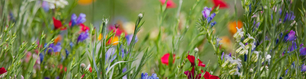 Yellowstone Wildflowers