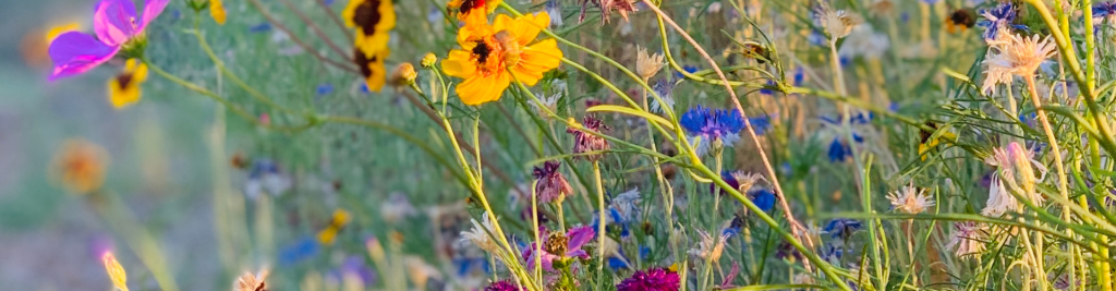 Yellowstone Wildflowers
