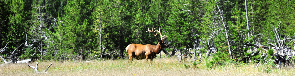 Yellowstone Wildlife